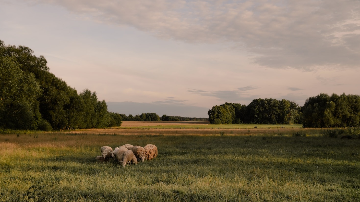 The Beginner’s Guide to Sustainable Homesteading