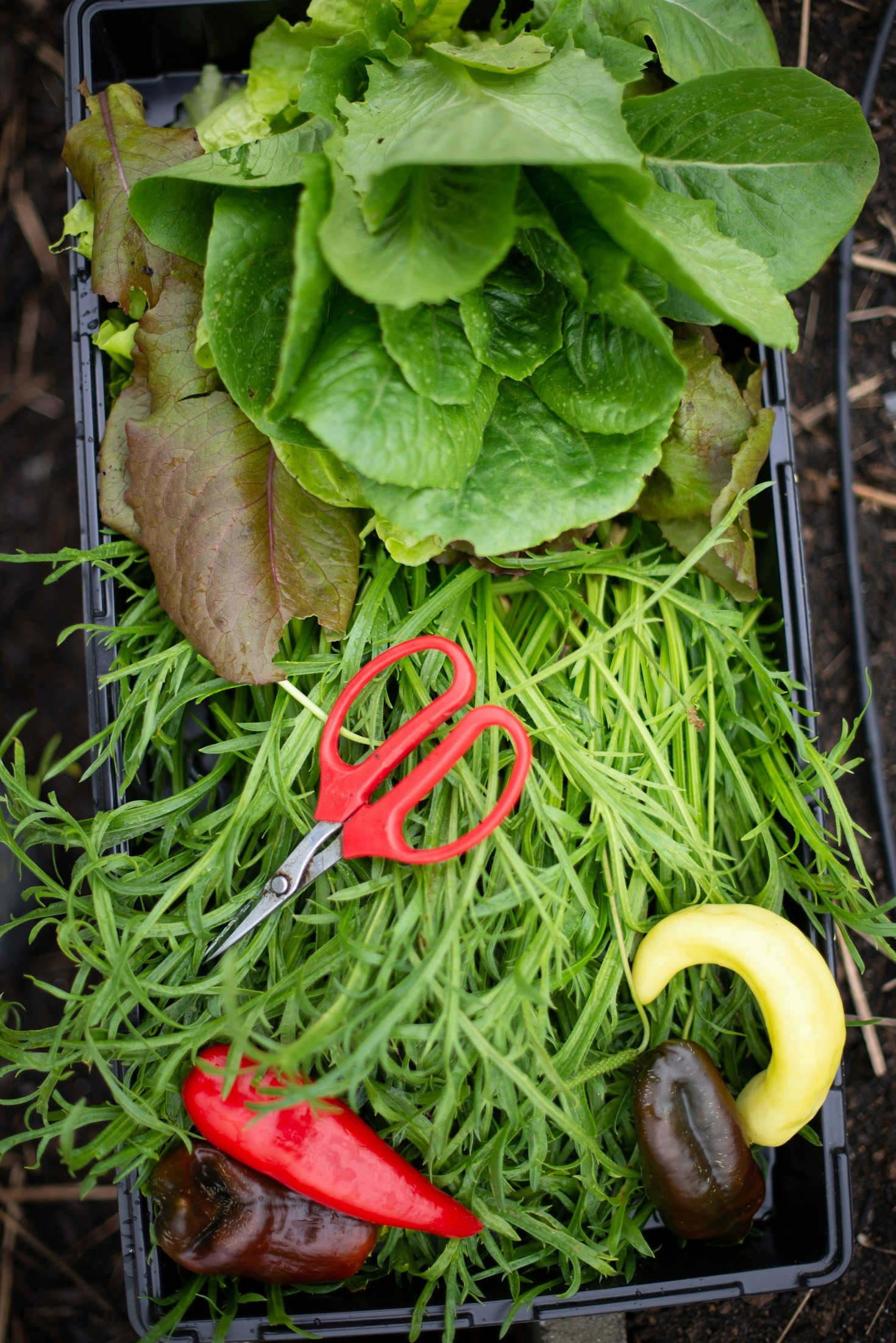 Simple Habits to Embrace a Nature-Centered Life